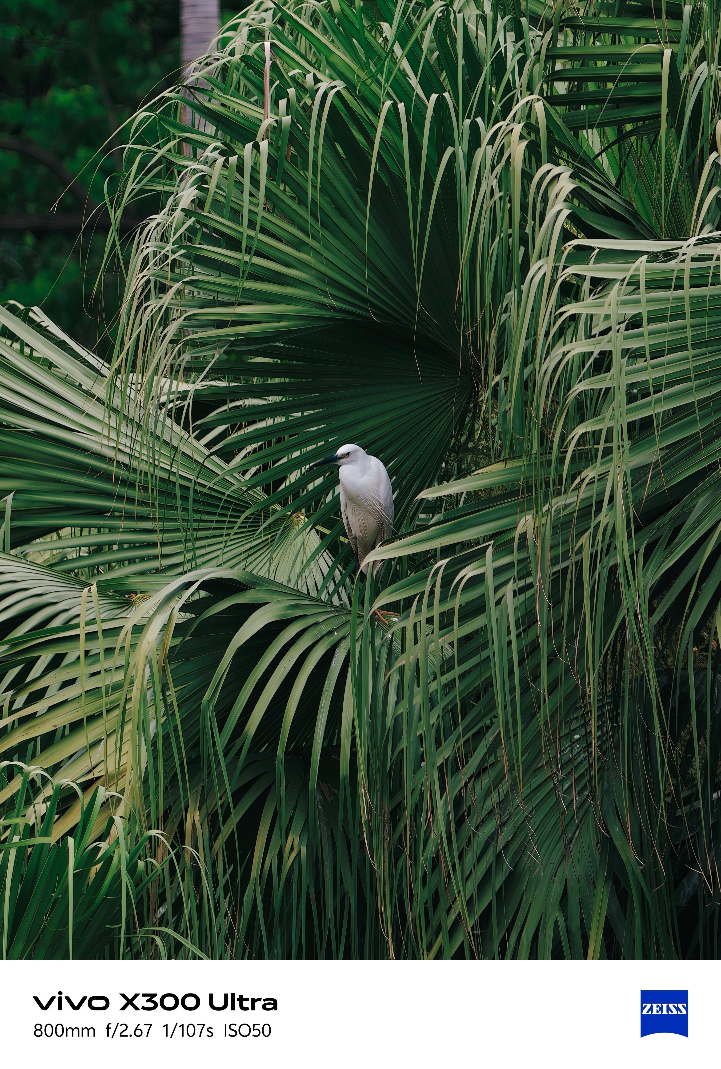 好家伙！vivoX300Ultra长焦居然这么强？前两天欧哥同学还在问我，这