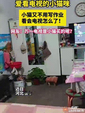 河北一名女子养了一只小猫，这只小猫非常爱看电视，每次女子一把电视打开，小猫都会坐