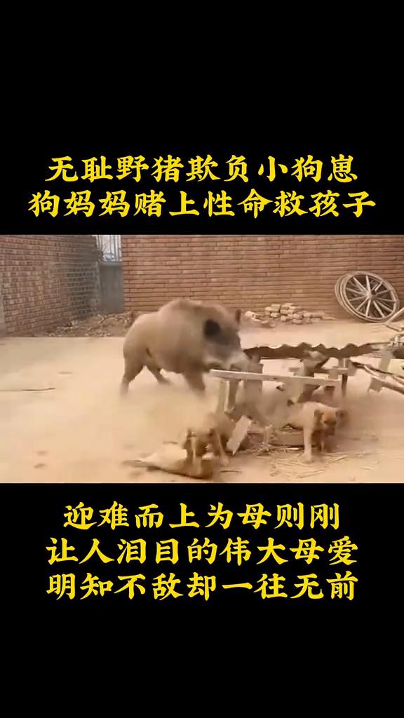 无耻野猪欺负小狗崽，狗妈妈赌上性命救孩子，迎难而上，为母则刚。让人泪目的伟大母爱