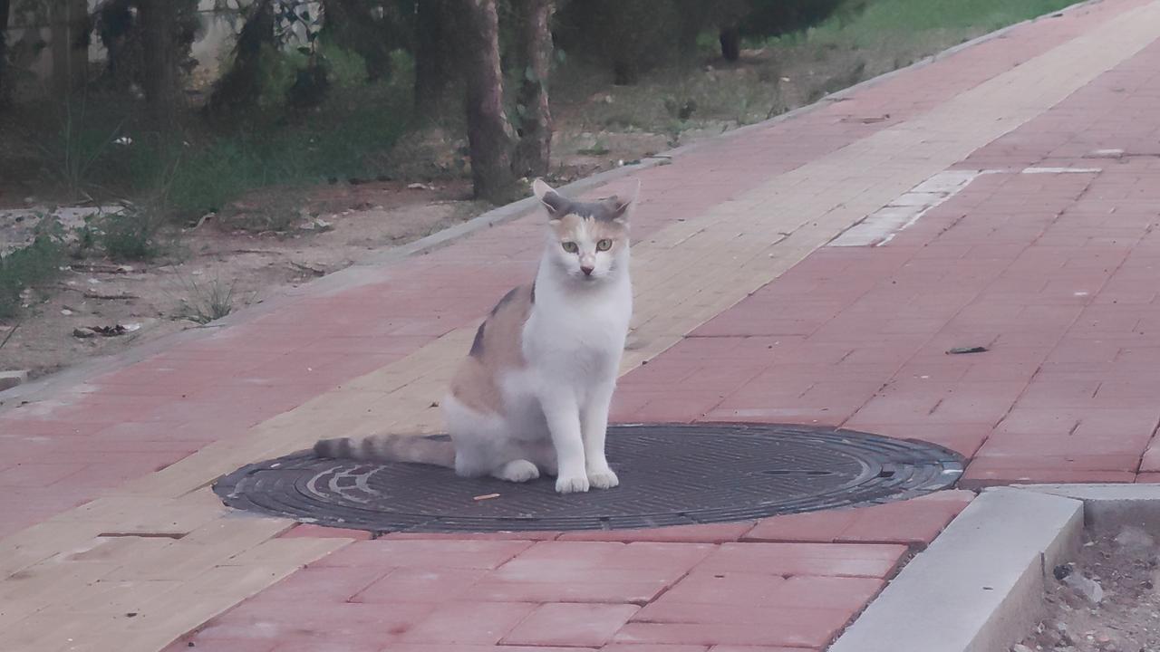 昨晚，在马路边发现这只不怕人的三花流浪猫，瞬间就被吸引了。它就像路灯下那只三花一