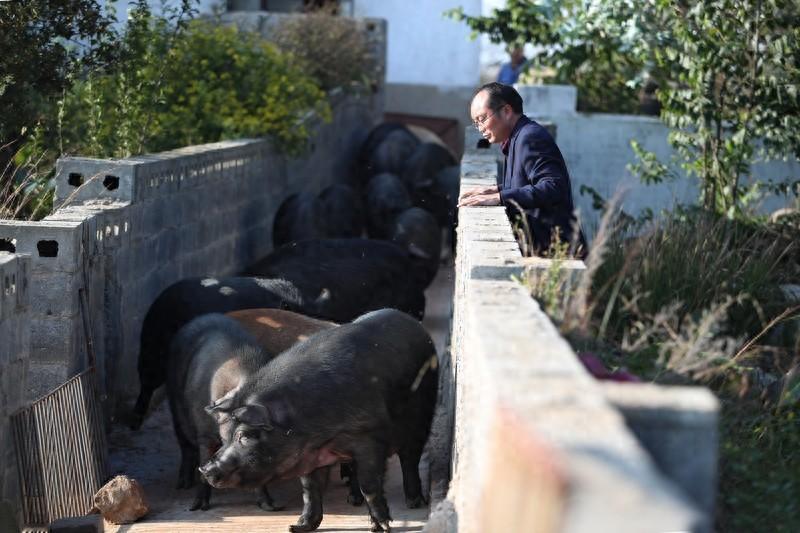 “中国人追求高端品质，对西方白猪越来越不满”路透社一篇报道刷爆了国内吃货圈，