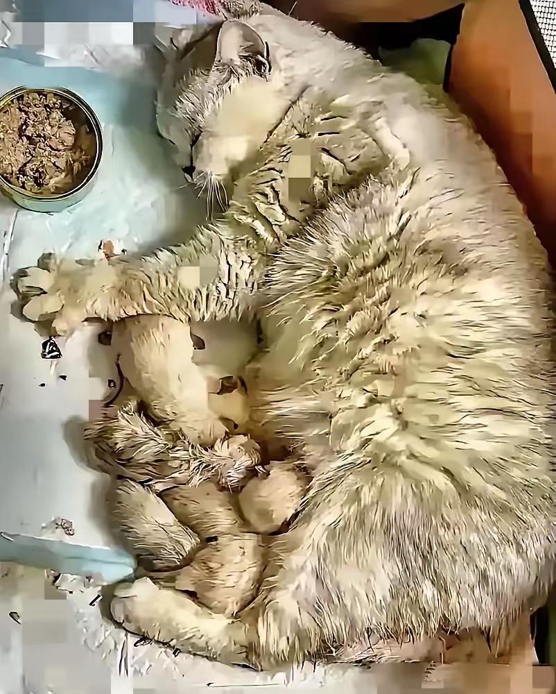 深圳一上班族女生临时出差，没时间找人喂猫，就多放了些猫粮。​结果回来一看，猫咪