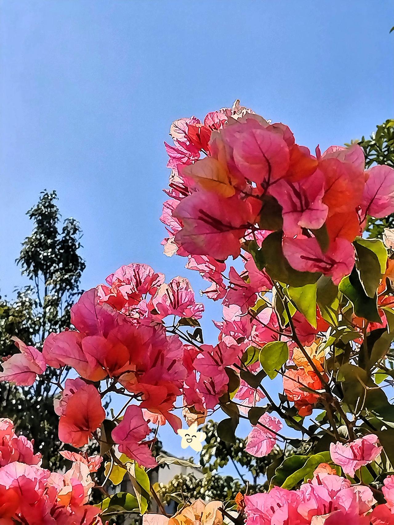 粉嫩的花朵绽放，与蓝天相映成趣，美不胜收！🌸🌞漫步在这片花的世界里，微风轻轻