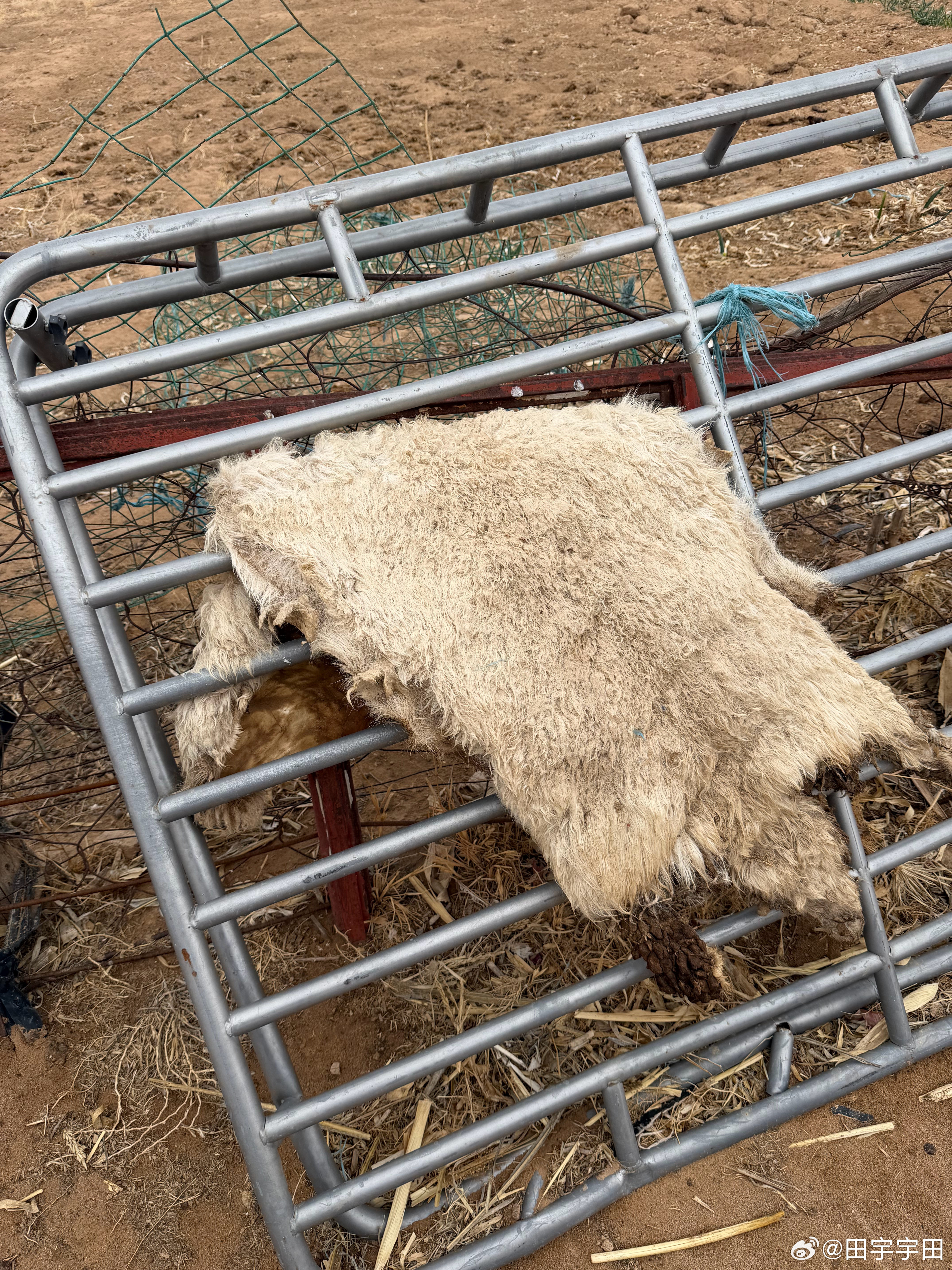 好惨的羊羊🐑这就是命啊……第一张图叫什么有人知道吗？美食分享阿拉善