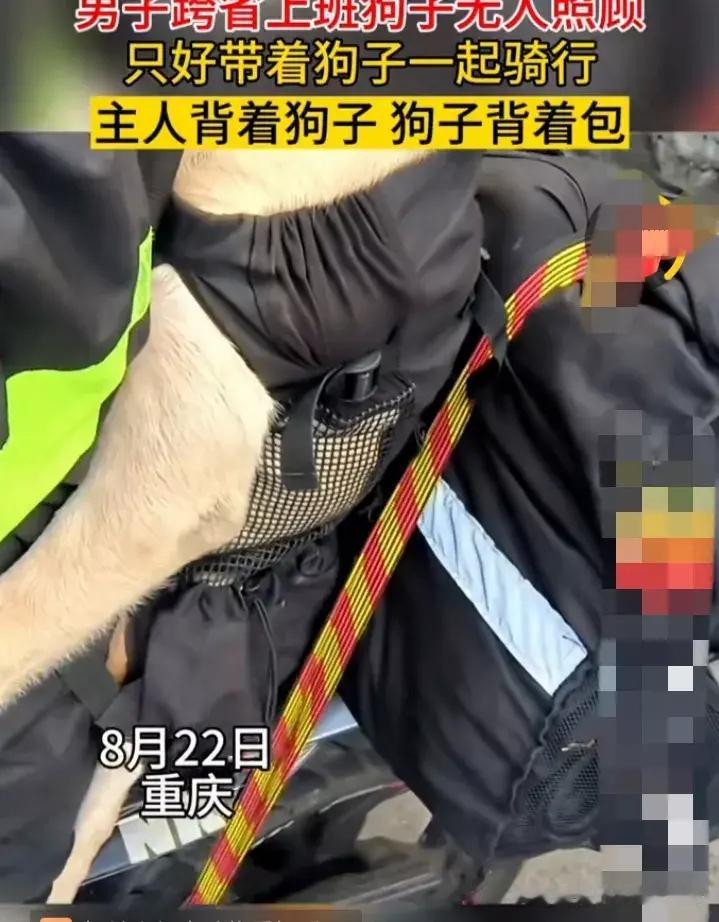 男子跨省上班，家中的狗狗无人照料。只能背着狗子一起前行，主人背着狗狗，狗狗背着包