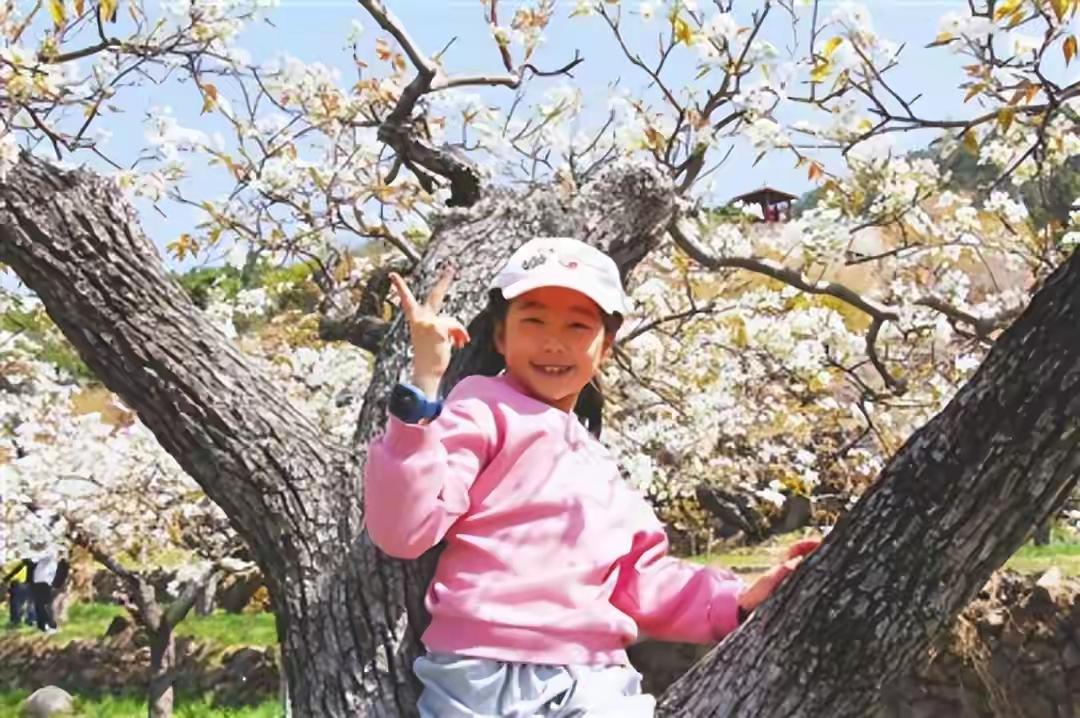 青岛崂山隐藏的百年奇观！300岁梨树花开成海，这个免费古村竟靠“一片雪白”逆袭成