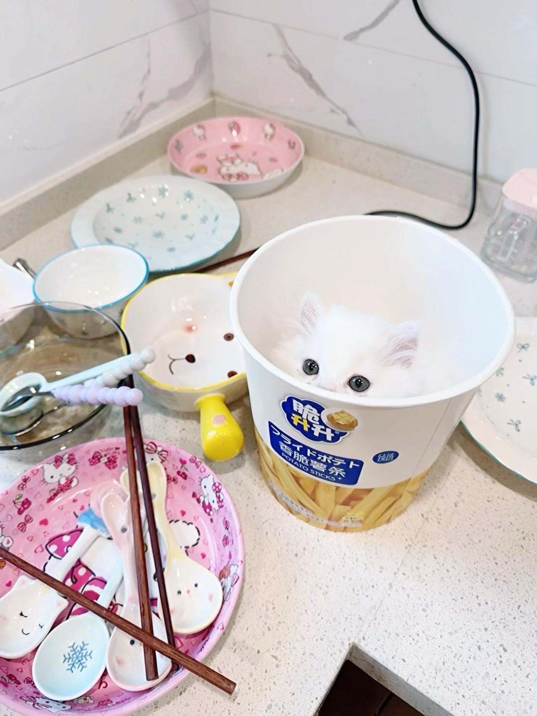 发现大多数人聊天聊久了都会滋生以后一起去看海一起养小猫的想法 但其实你...
