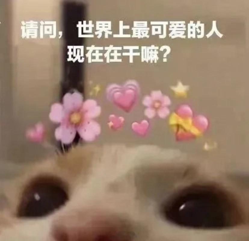 小猫表情包分享～