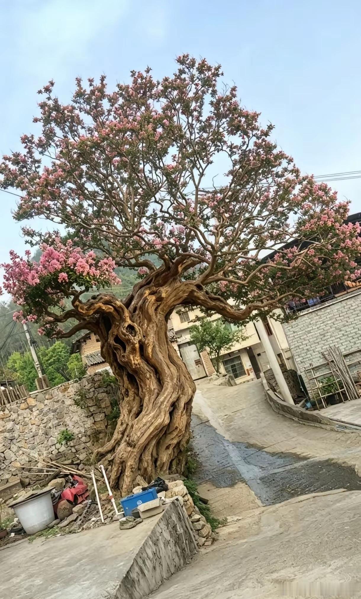把这棵树挖走能出村口吗？