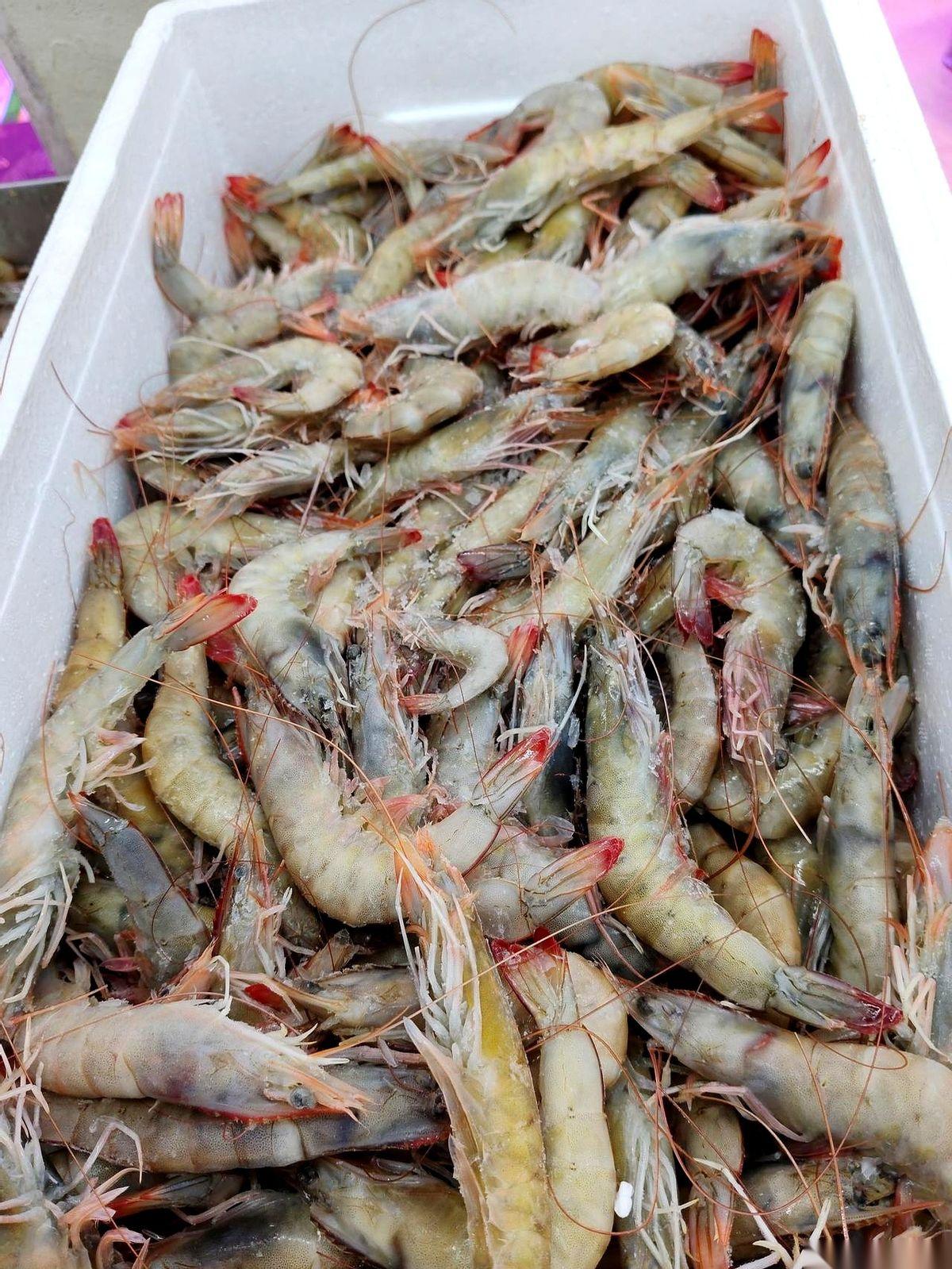 凌晨五点，海鲜市场还没完全苏醒，我已经在摊位前挑虾了。水花四溅，虾壳在冰面上摩