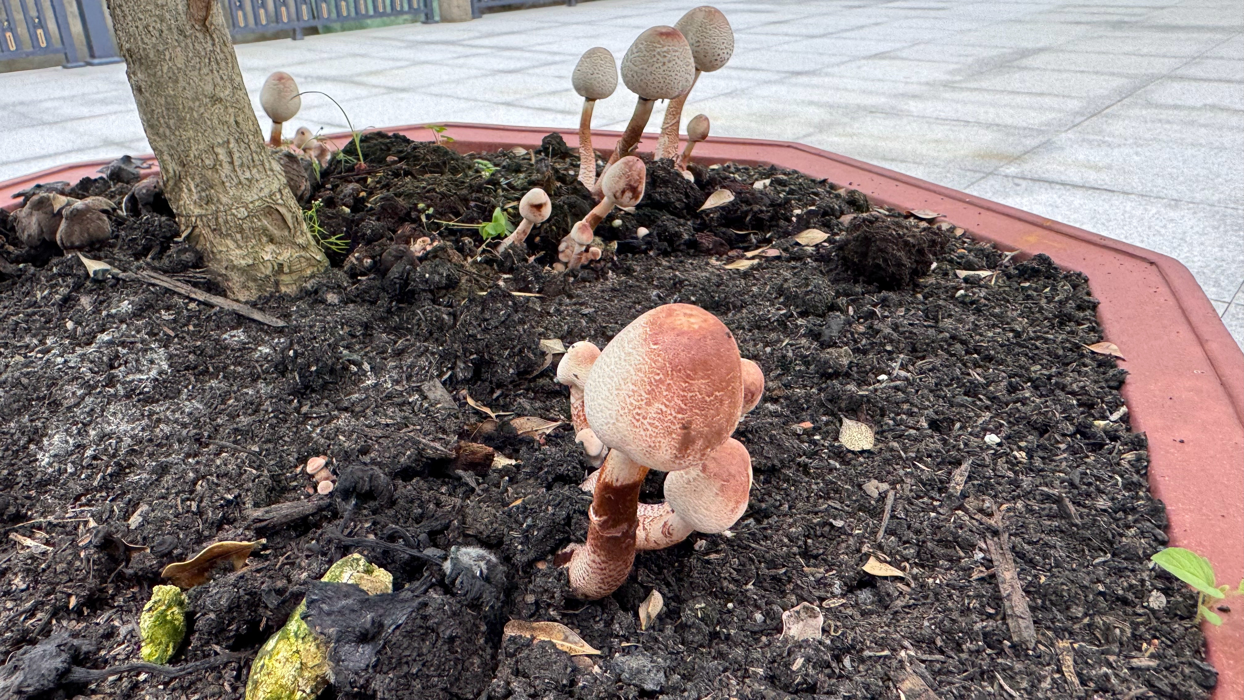 这梅雨季院子里的盆栽都长了两波菌了