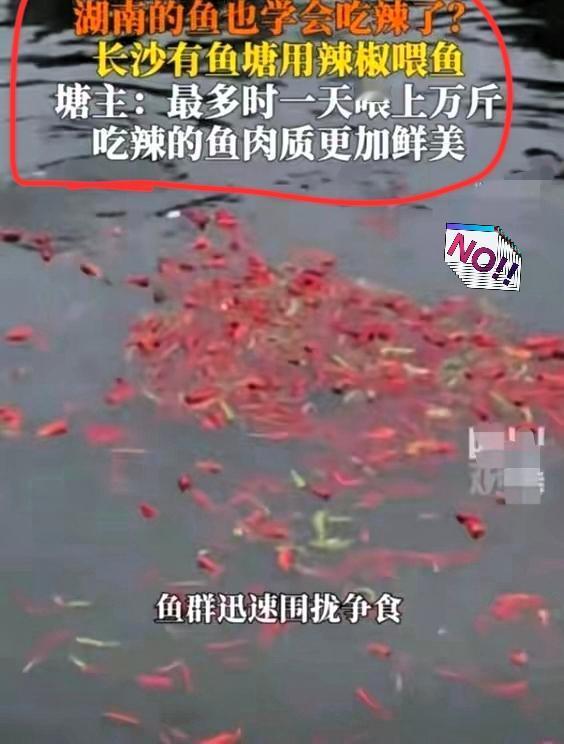 太不可思议了！近日，长沙一位鱼塘塘主竟然突发奇想，用辣椒喂鱼，他宣称：吃过