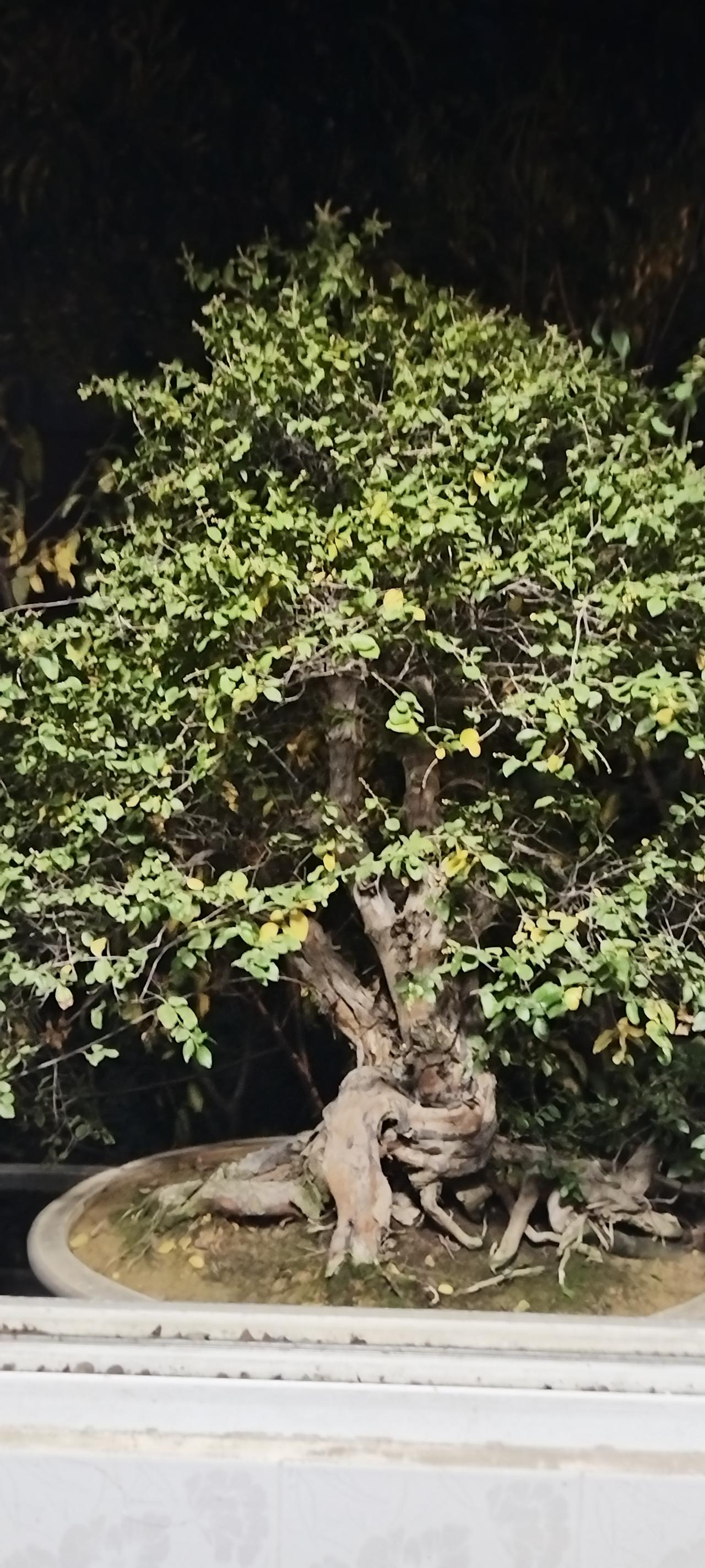 养了十几年的大型雀梅盆景终于开花啦，看着它从普通桩材变成提根盆景，成就感爆棚。这