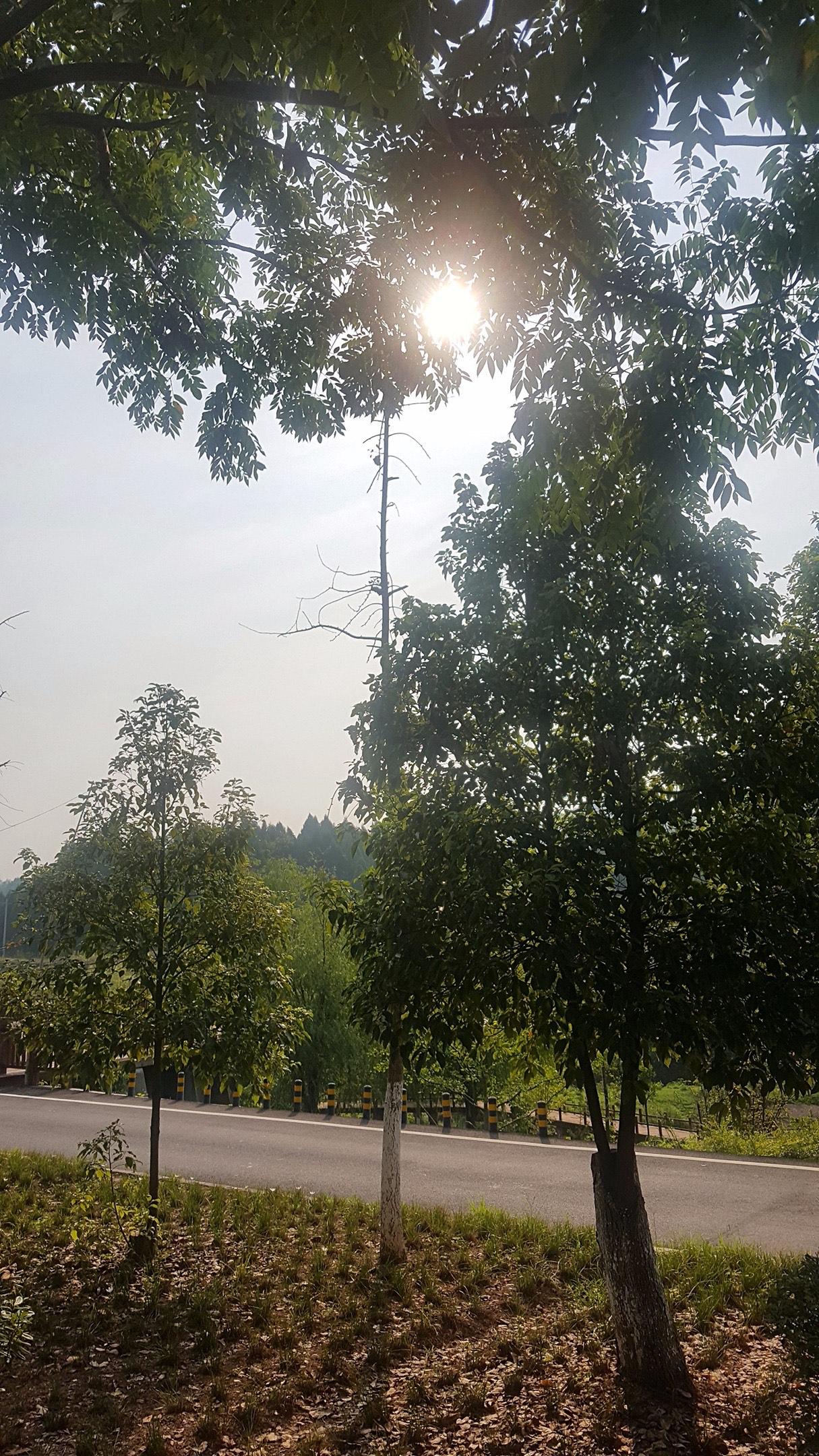 提前通知一下，大家好有个心理准备。明天8月4号，就正式进入中伏第十一天了，而且今