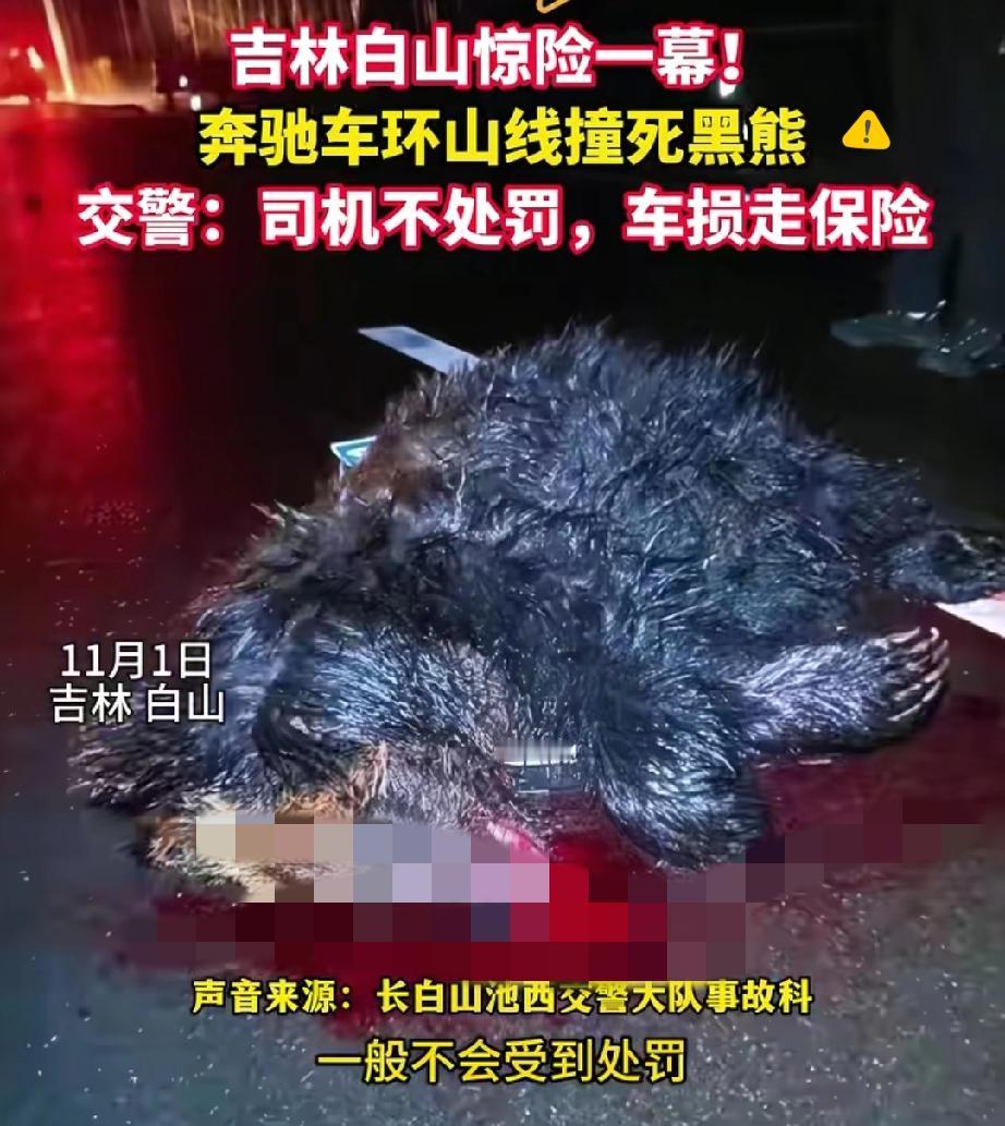 黑熊遇上“女司机”直接噶了！吉林白山那起事故，看着唏嘘又透着股东北路况的无奈。