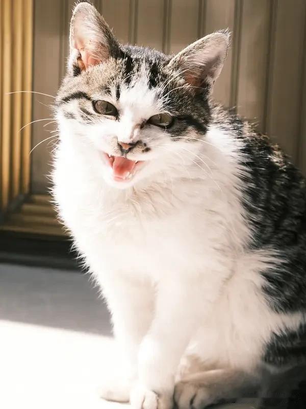 猫猫忘情偷吃香肠不知周边全是观众最近那只“干饭橘猫”视频可太火了，48小时播放