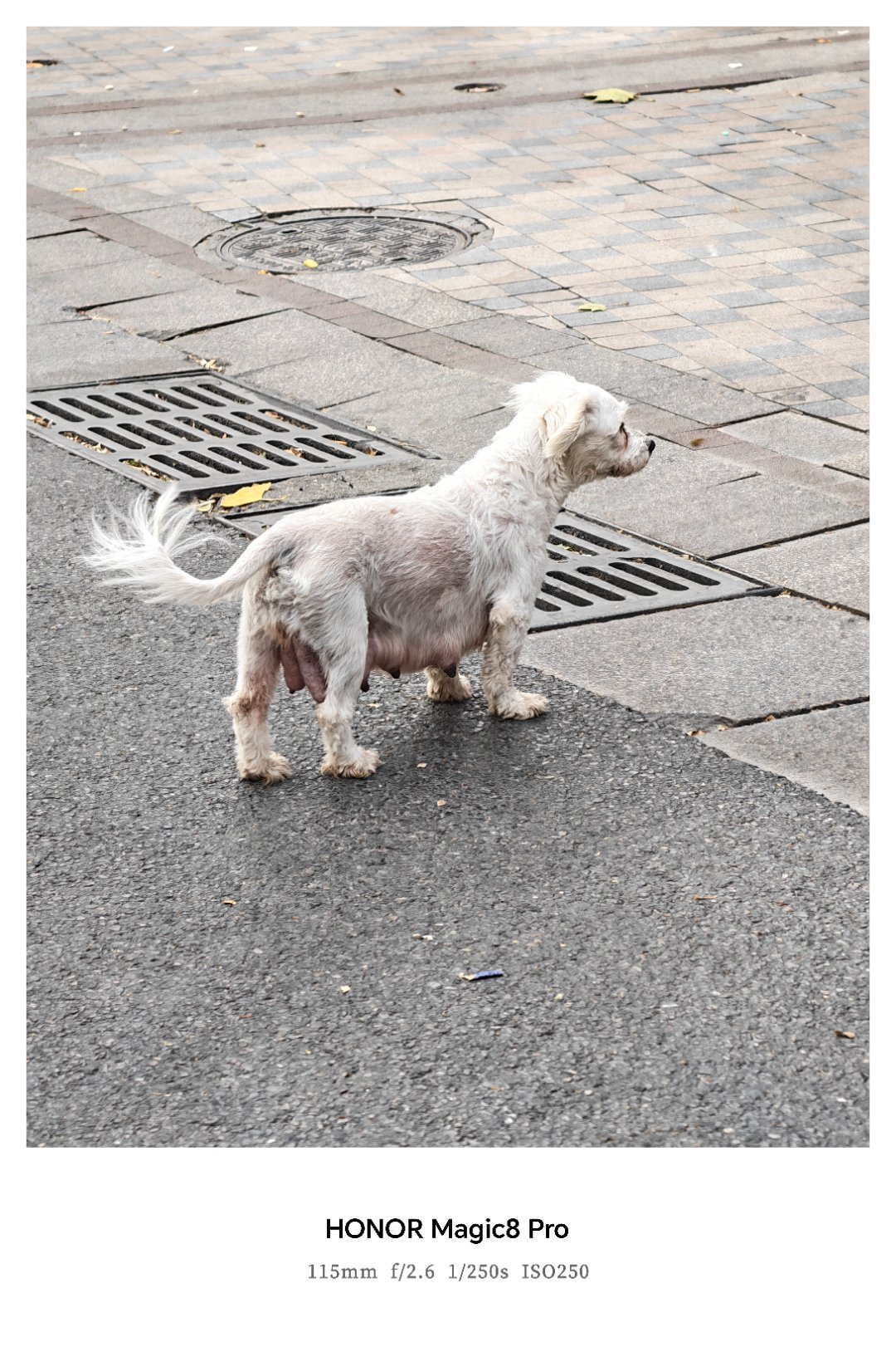 路上骑车时碰到一只老狗，感觉很可怜。独自一狗在马路上奔跑，起初还以为它在追自己的