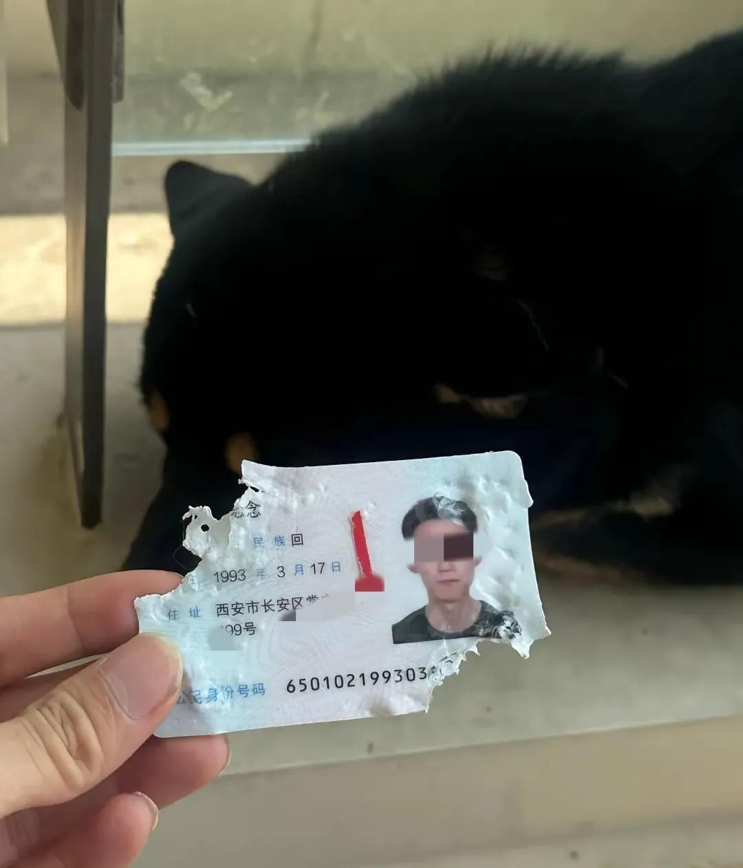 这只小狗太有灵性了，主人要出差，它舍不得主人走，想到了个把主人留住的方式，就是把