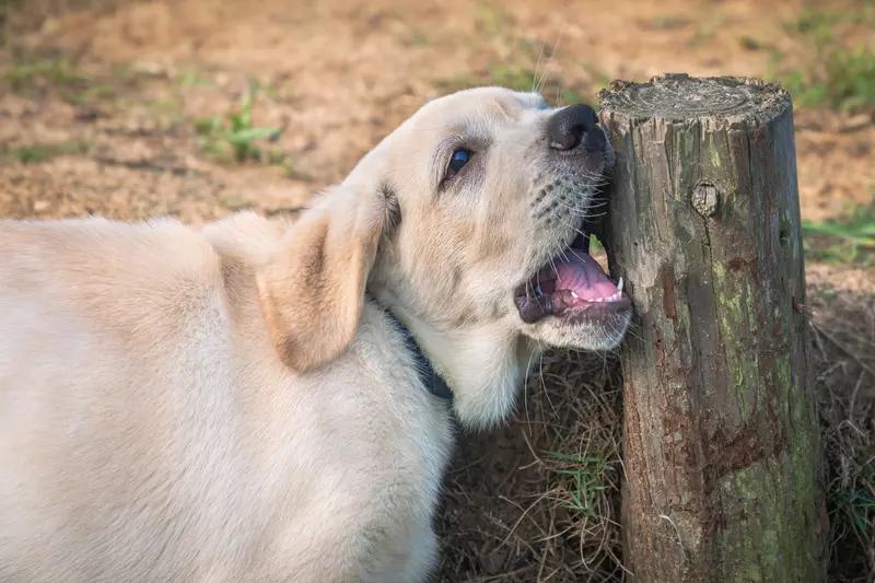 被狗咬后苦等6小时疫苗：这6小时，每一分钟都在和死神赛跑看到这条新闻，我心里