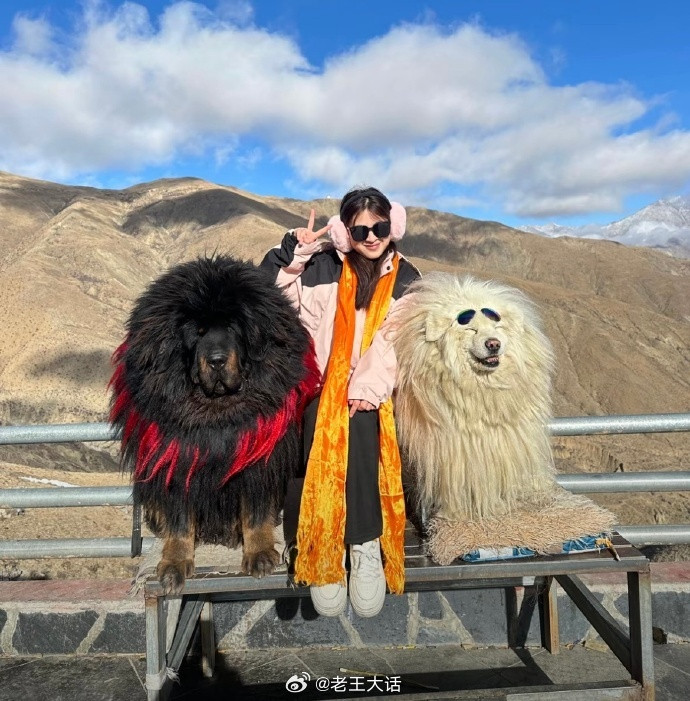 《当我夸大简历但仍得到了这份工作》评论区疑似拉布拉多受害者联盟哈哈哈哈