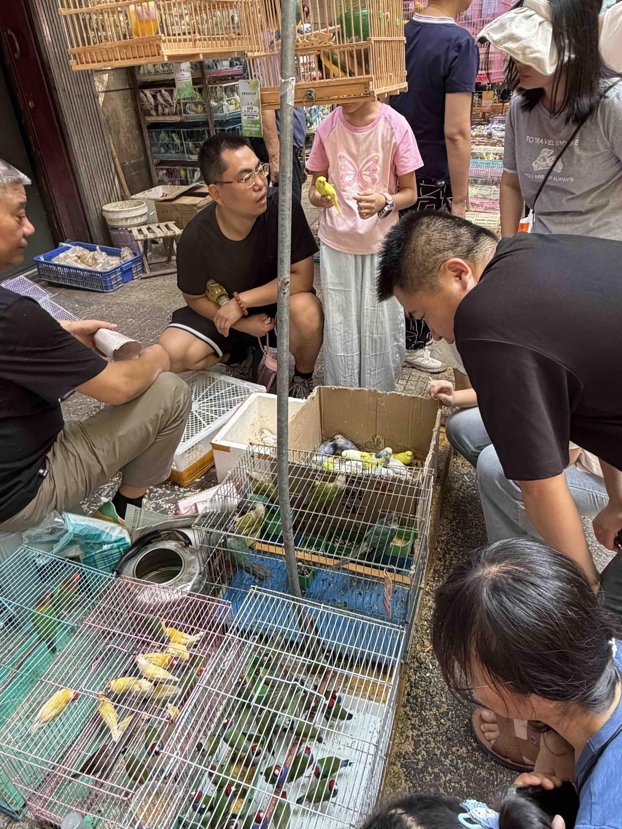 昨天上午，我逛西安档子，走到西仓西巷时，看到一家售卖宠物鸟的摊位上，围着一堆人，