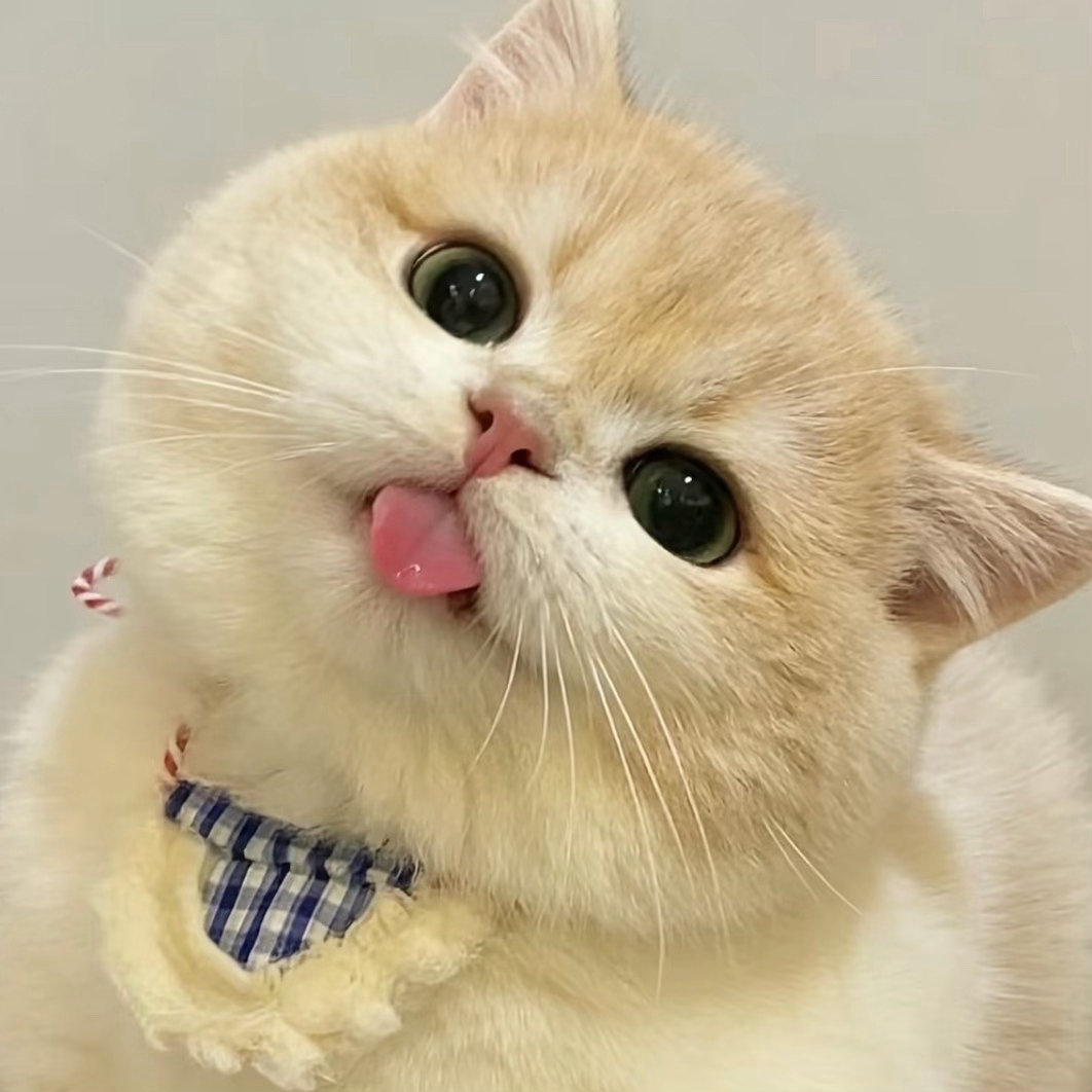 请问这里的猫肝起到一个什么效果👅​​​