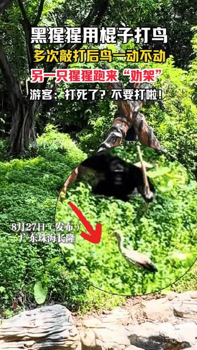 “解释不清了！”广东，动物园里溜进一只鸭子，没想到黑猩猩看见，抄起木棍就追着打，