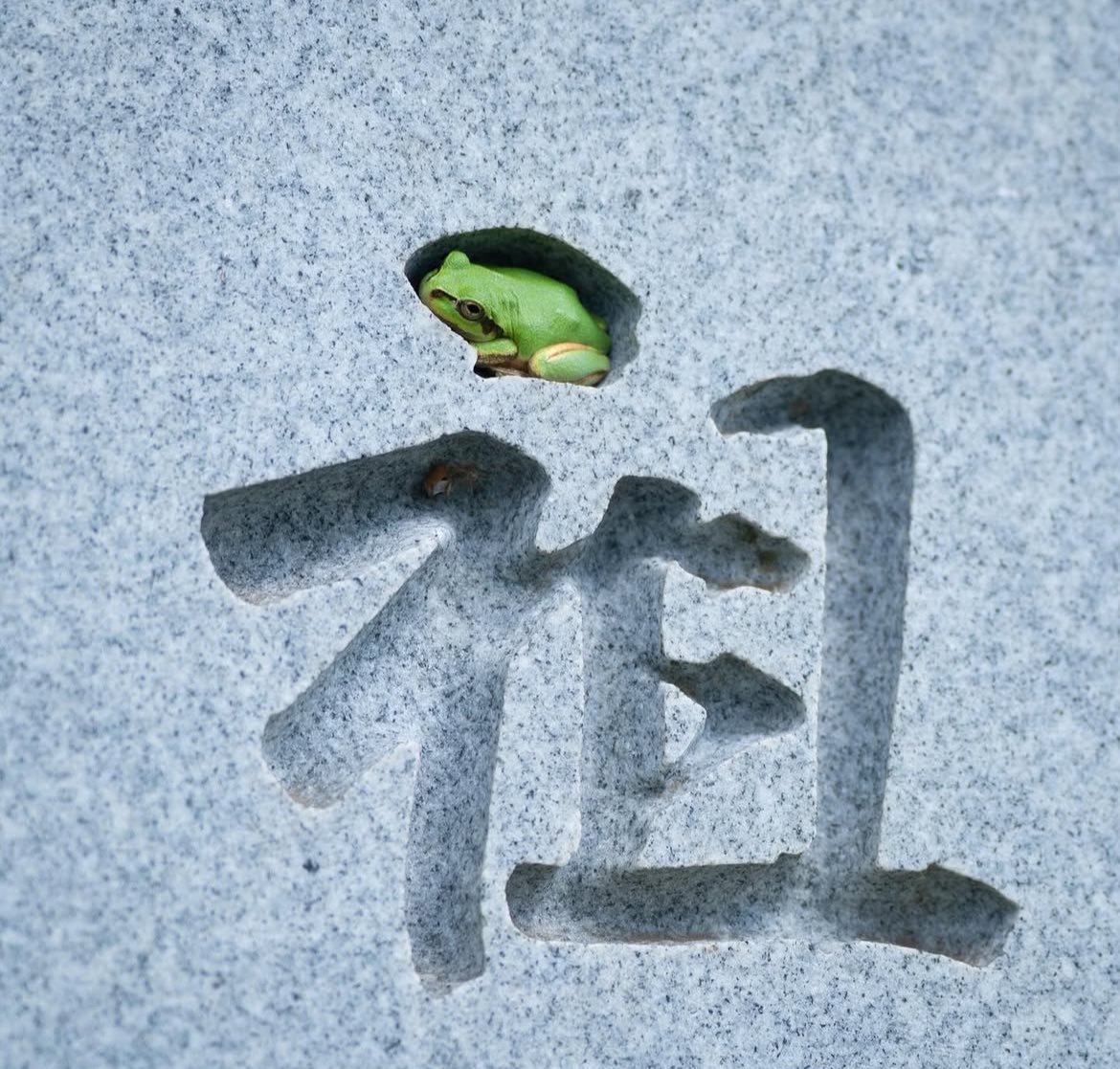 藏在字碑里的青蛙🐸​​​