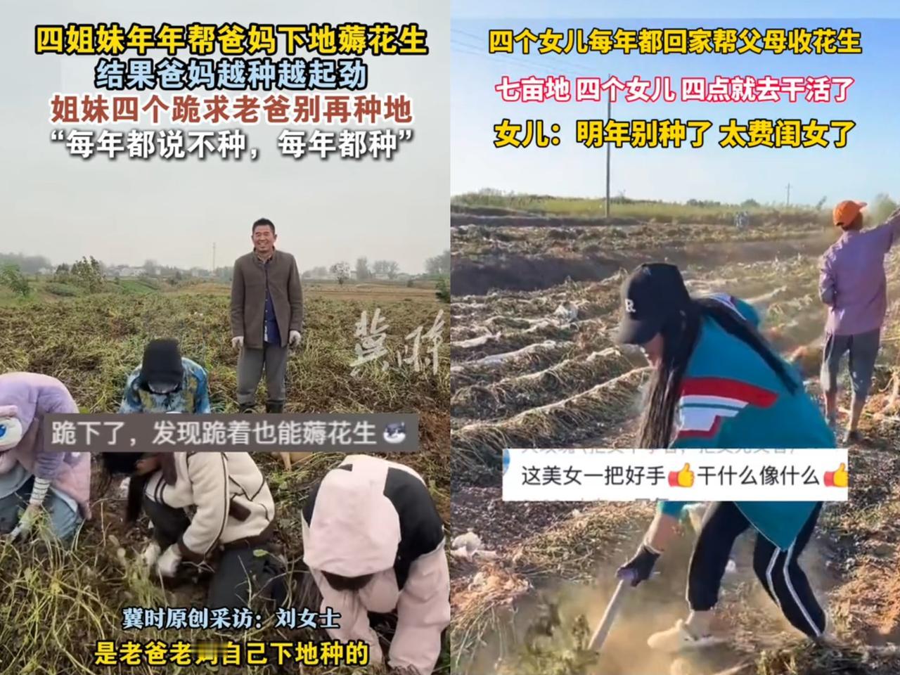 河南商丘这事儿可太逗啦！四姐妹年年帮父母下地薅花生，本想着自己多干点，父