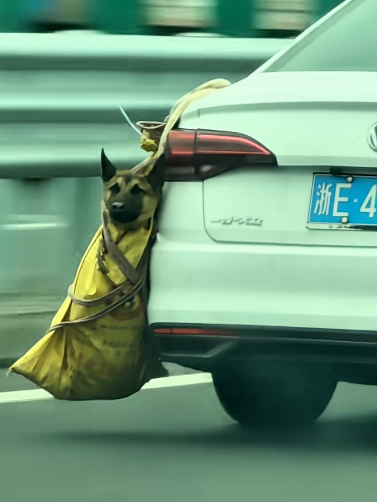 狗子：你是真的狗！