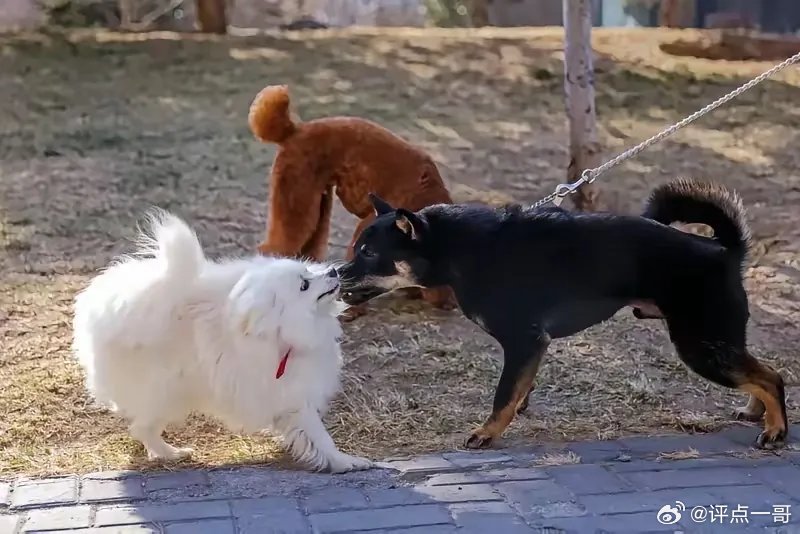 北京市养犬草案被喷这么狠。这份养犬管理草案已经经过两次审议，网上反对的声音一直都