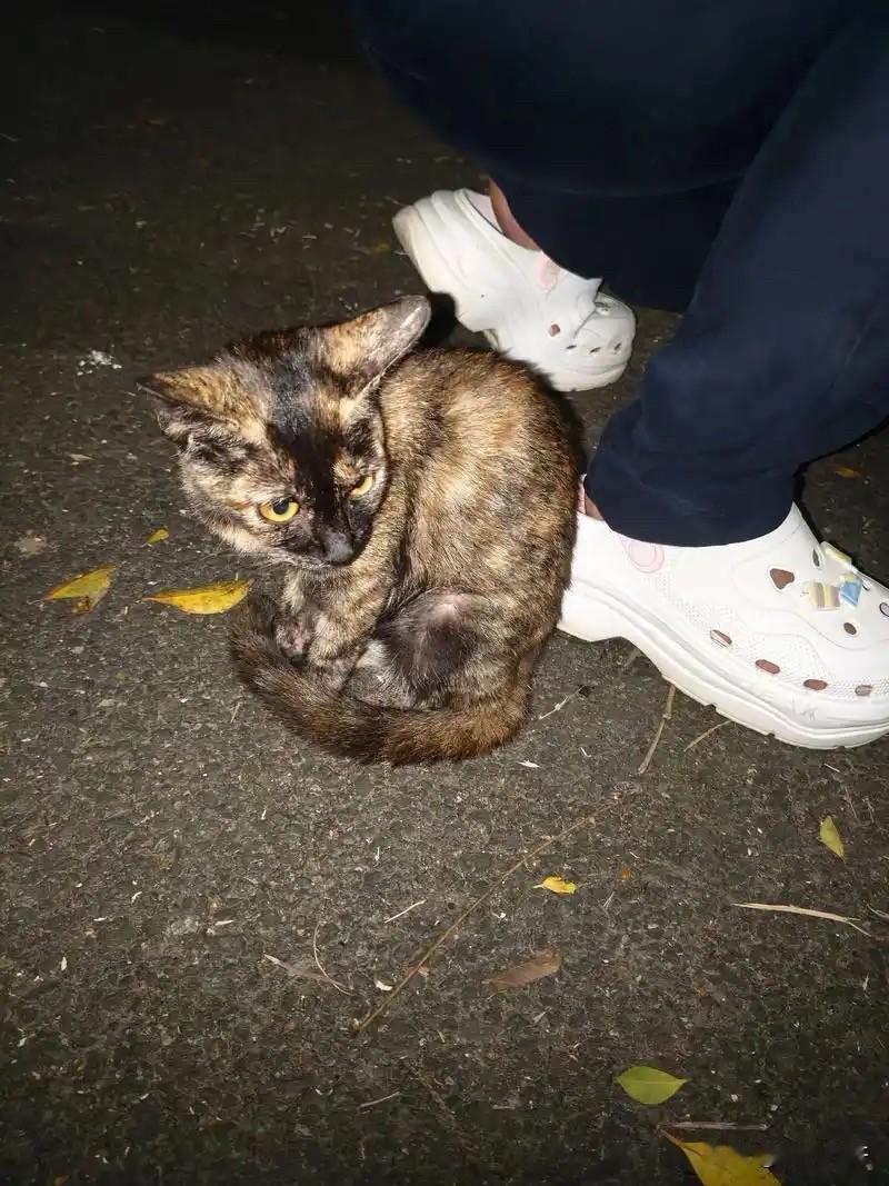 儿子高考结束，在奶茶店门口偶遇流浪小猫，儿子给它水喝，它含泪凝望儿子祈求收留，看