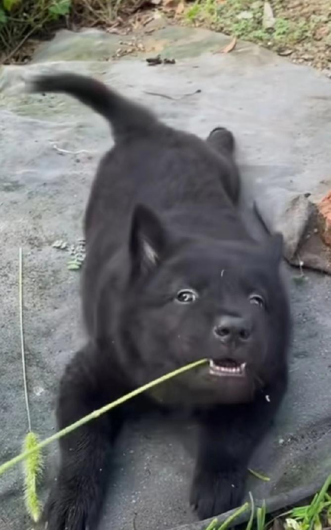 花了1000多，买了一只五黑犬，既调皮又可爱，大家觉得值得吗？这家伙真的是全身