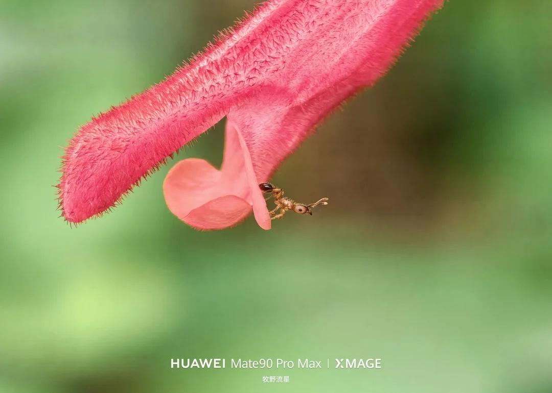 《藏在微观里的自然，Mate90ProMax微距实拍》俯身，解锁被忽略