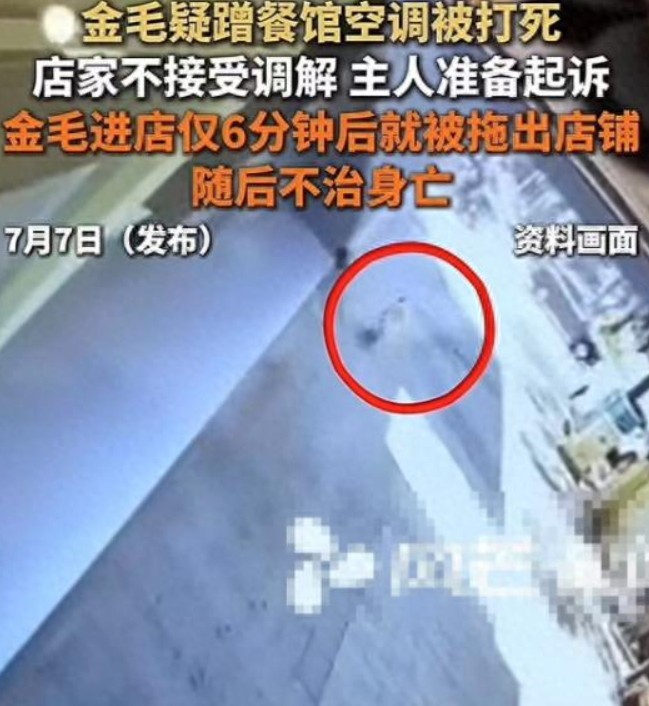 餐馆打死金毛后续，被曝店主不接受和解。 如果对待犯错的狗都是一棍子结束性命，
