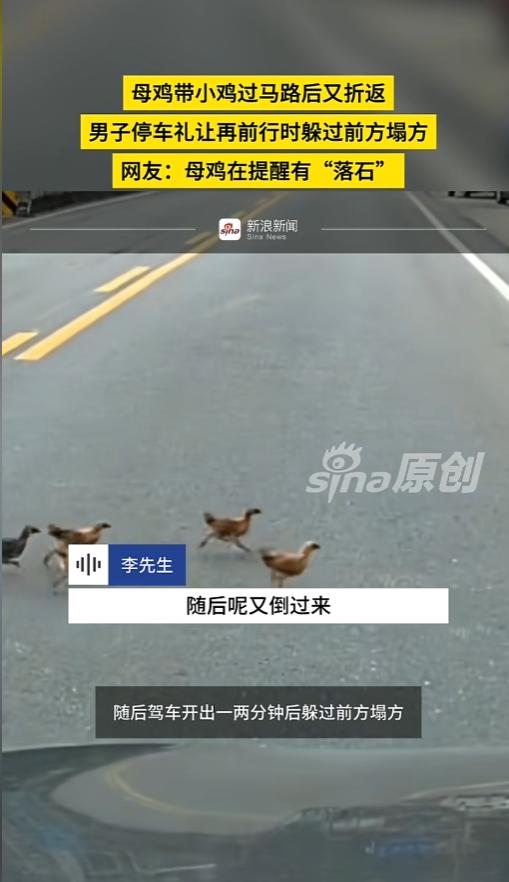 “多少是有点邪乎！”6月6号报道，西藏，一男子驾车偶遇一队折返的鸡群，男子礼貌停