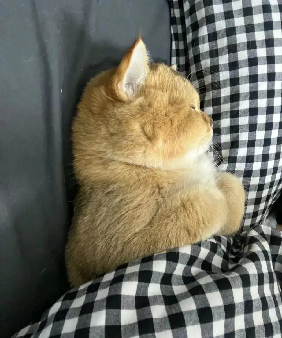 非得睡床上[捂脸哭][捂脸哭][捂脸哭]​​​