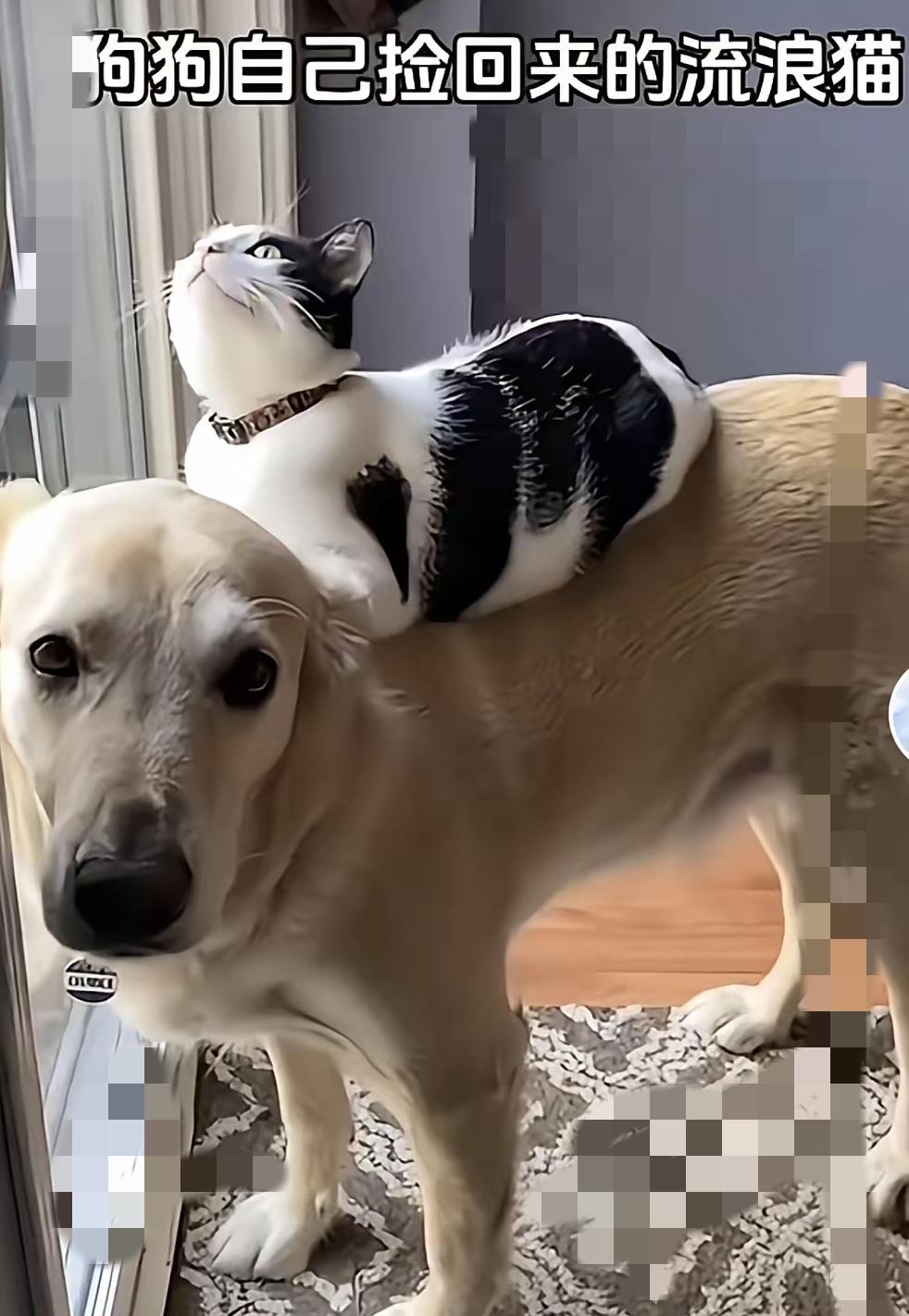 救命！这画面太治愈了！狗狗捡回流浪猫当宝，天天背着走，这是什么神仙缘分啊！🐶❤