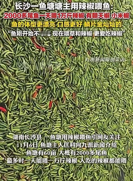 近日，湖南长沙县一鱼塘用辣椒喂鱼，引网友关注。11月6日，鱼塘主人匡科向九派新闻