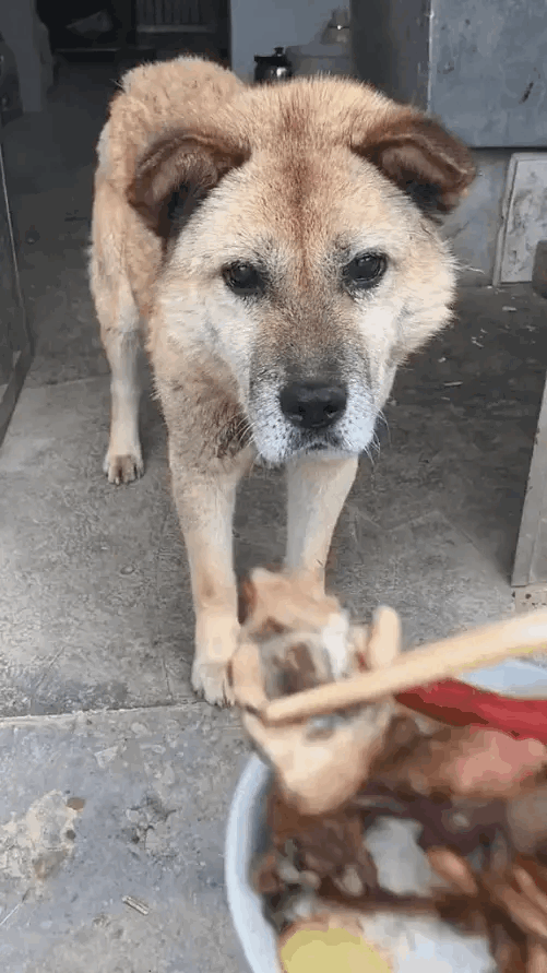 再香再好吃一直以来从不吃筷子上的东西