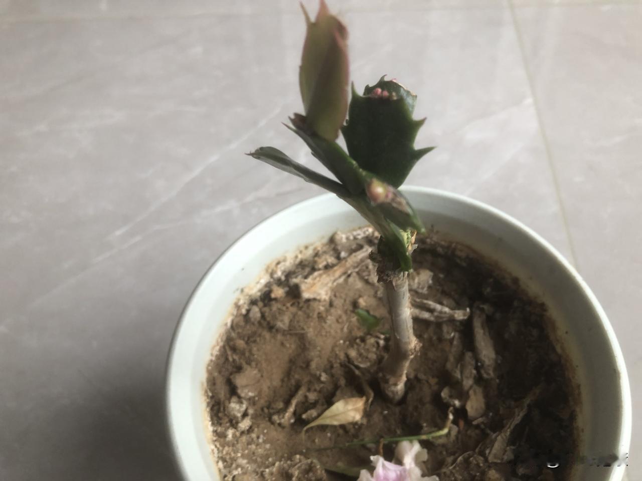 上午锻炼完，无事可做了，那就生非吧，着手沾花惹草。春天是播种的季节，也是嫁接的