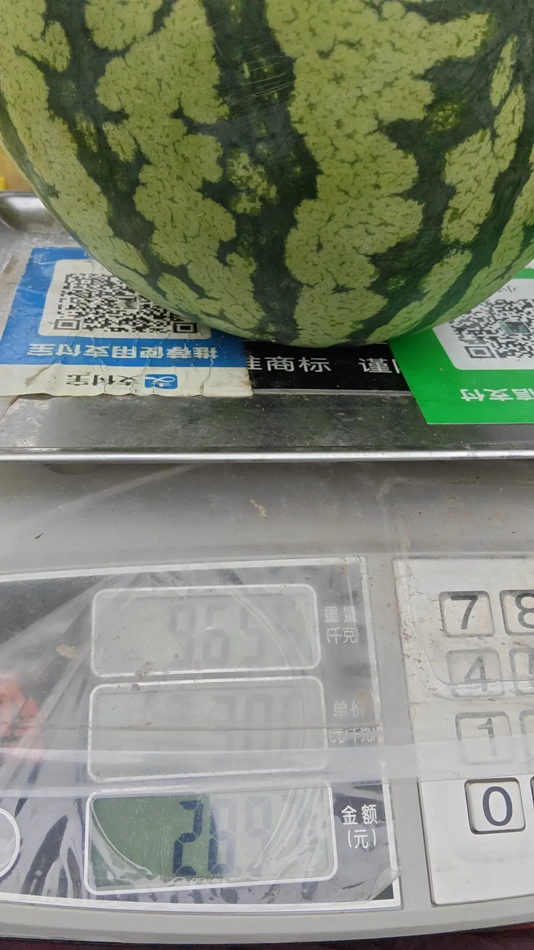 西瓜产地