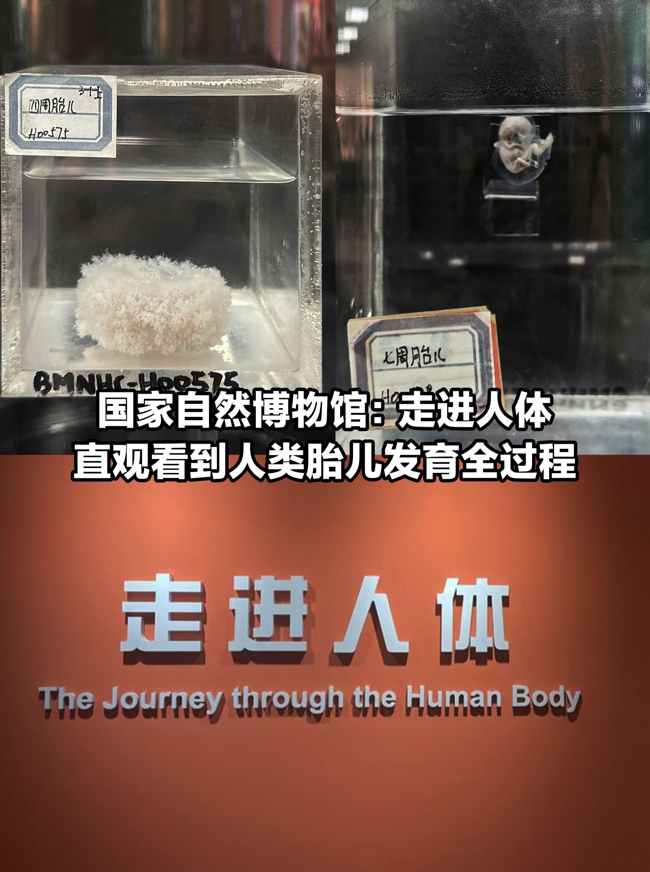 致敬“小小的”大体老师！生命最初的样子。