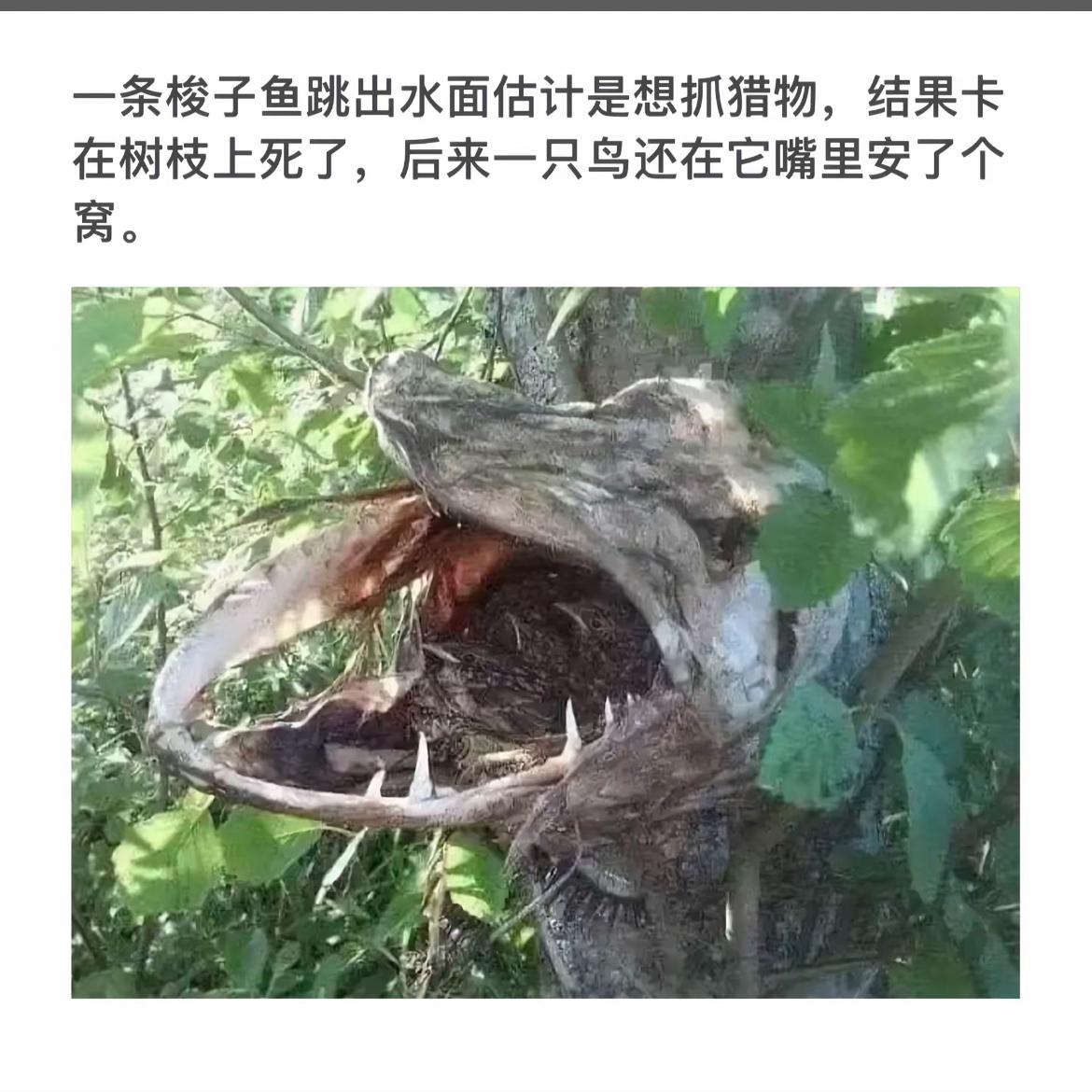 “梭子鱼卡在树上，嘴巴里还藏着鸟窝”🐟🌳🐦