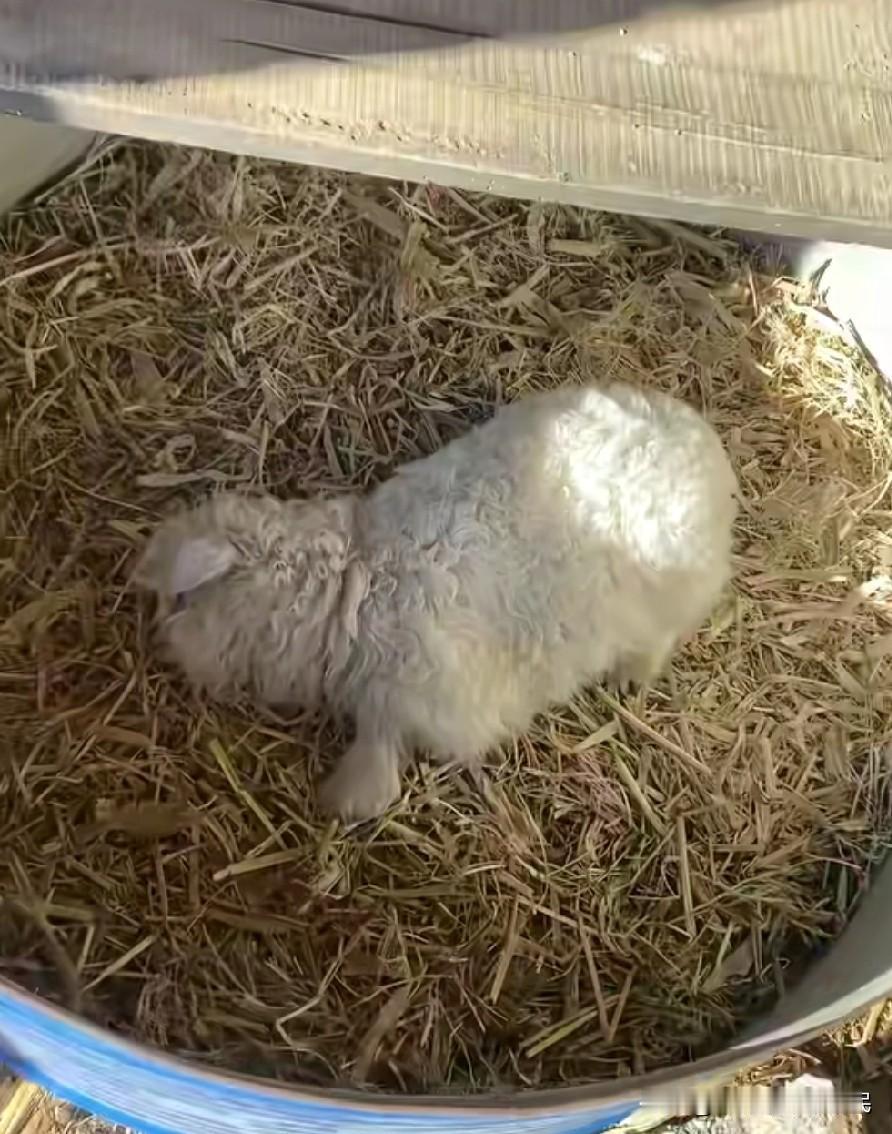 笑不活！宁夏“戏精羊”靠装死保命，13万天价都不卖！家人们谁懂啊！宁夏一只