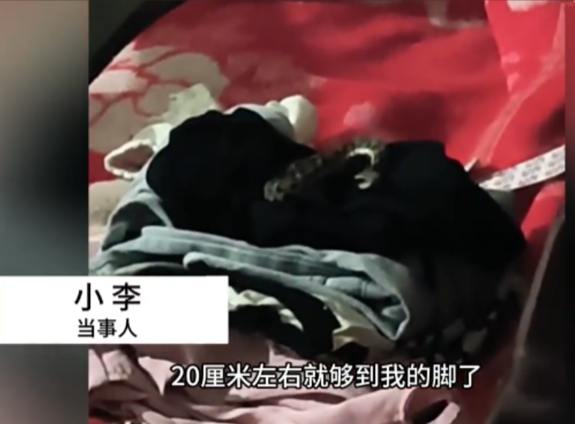 河南平顶山，一女子半夜被父亲敲窗叫醒，等起身下床时，竟看到1米长的毒蛇卧在床尾，