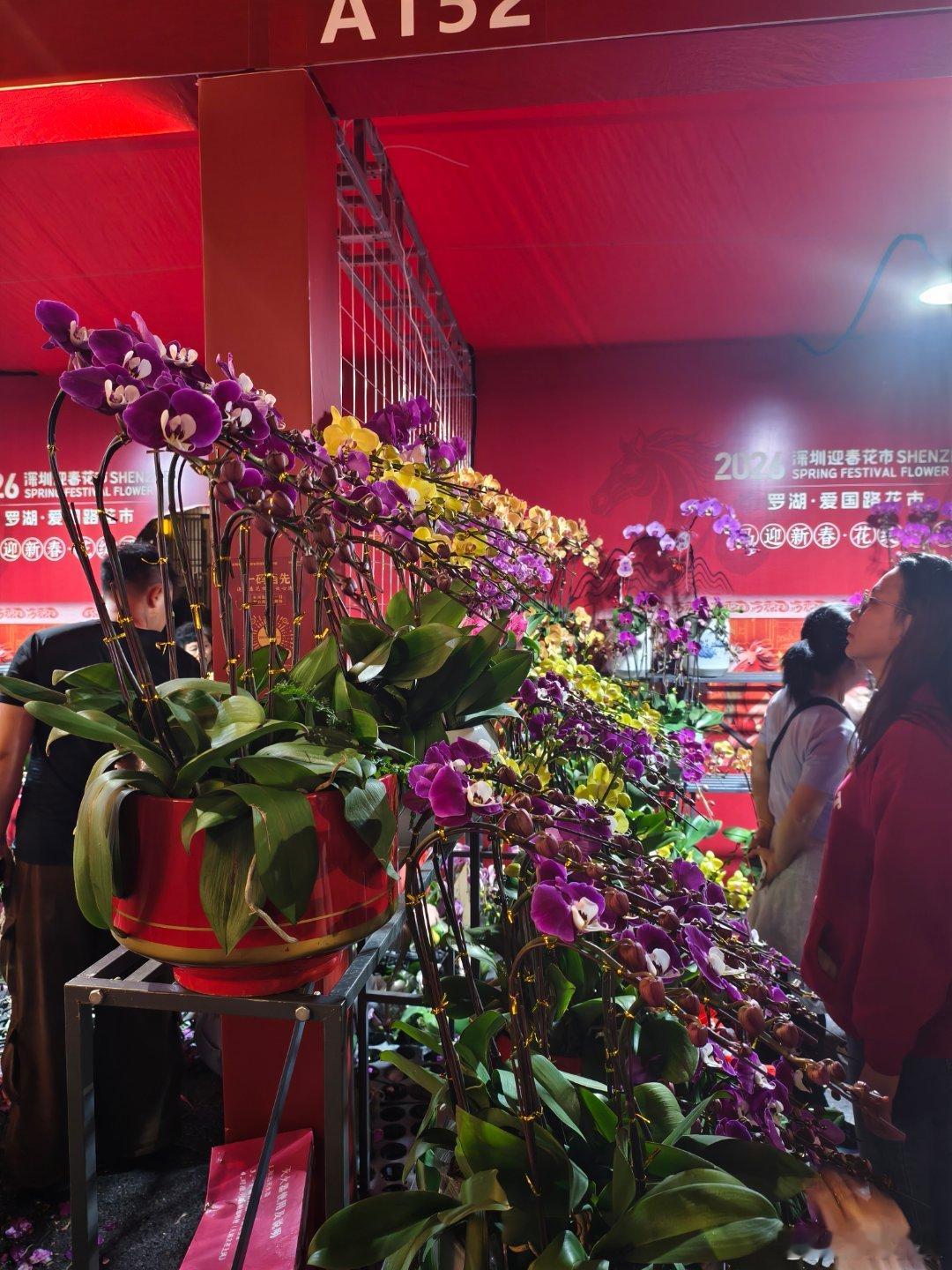 吃完年夜饭，过来爱国路花市捡便宜货。真有98一大盆蝴蝶兰图4这种贵点，100。还