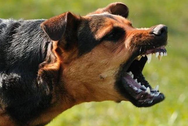 狗的哪个部位最脆弱？训狗师傅告诉你：遇到恶犬扑来，千万别用脚踢，那样会让疯狗越咬