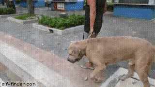 一大狗欺负小喵，被猫麻麻一个扫堂腿击退