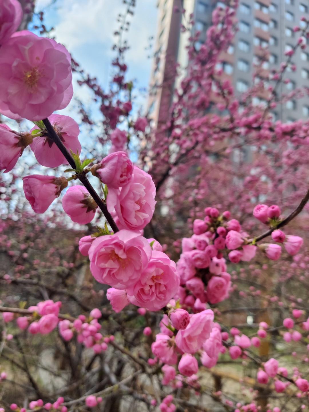 听马斯克的一段话，后背直冒冷汗。他说，碳基生命（人类），只是硅基生命（人工智能）